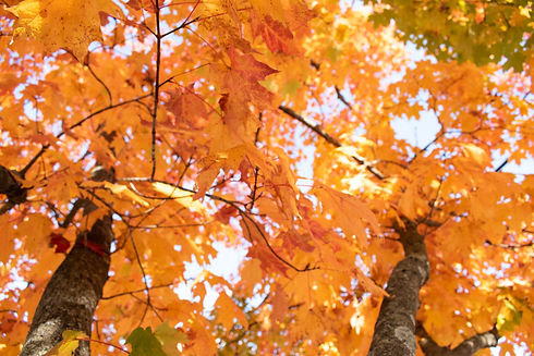 Fall Leaves_Cheyenne Kees_5 (2).jpg