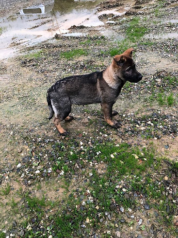 Eddie11wks.jpg