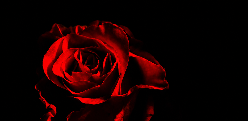 A glowing red rose in the dark.