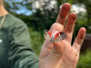 When the Climate Shifts, Invasives Move In