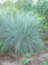 Photo by Mervin Wallace