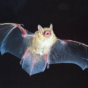 tricoloredbat_edited.jpg