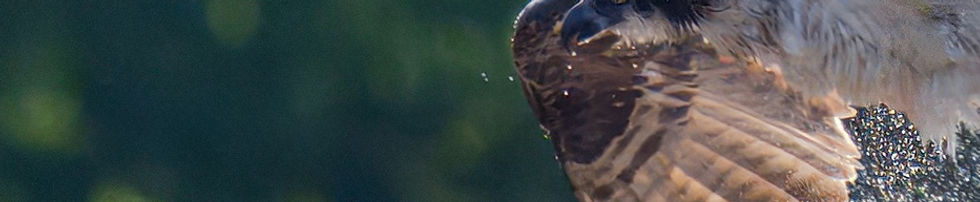 Olson - Young Osprey.jpg