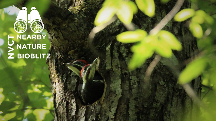 BioBlitz Announcement Banner (2).png
