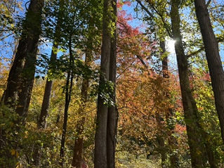 Leaf it Alone! How to Utilize Fall Foliage to Nourish Your Gardens, Lawn, and Crops!  