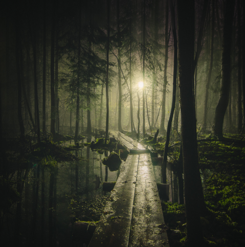 The Forest Thats Keeps On Giving...