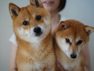 【中野市 工務店】ペットと楽しく暮らせるおうちづくり♪