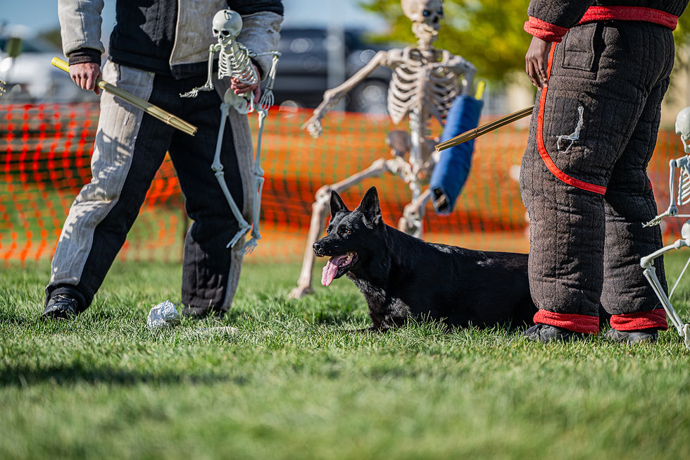 Arsa- West Coast Regionals PSA. Heart Mountain K9 Billings Dog Training