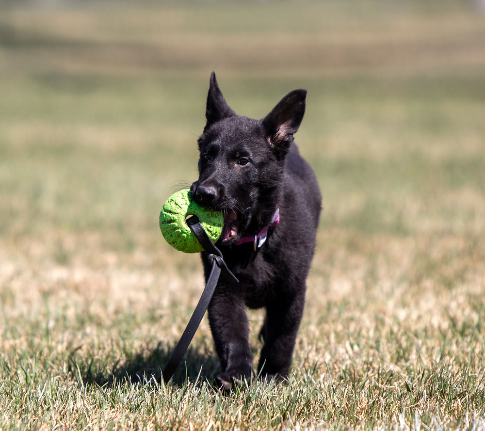 Puppy Training Classes socialization dog training heart mountain k9 Billings mt