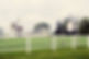 Farm .jpg