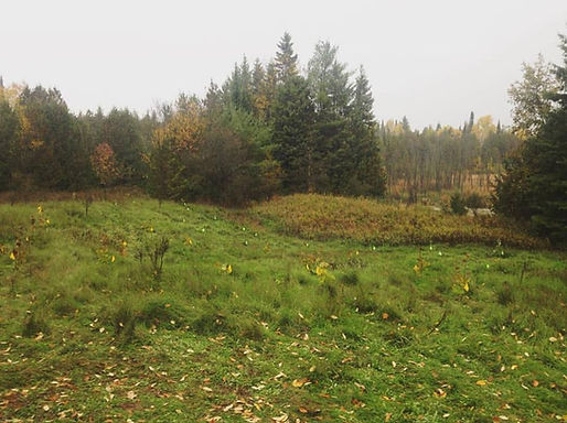 Area where we planted 100 samplings of W