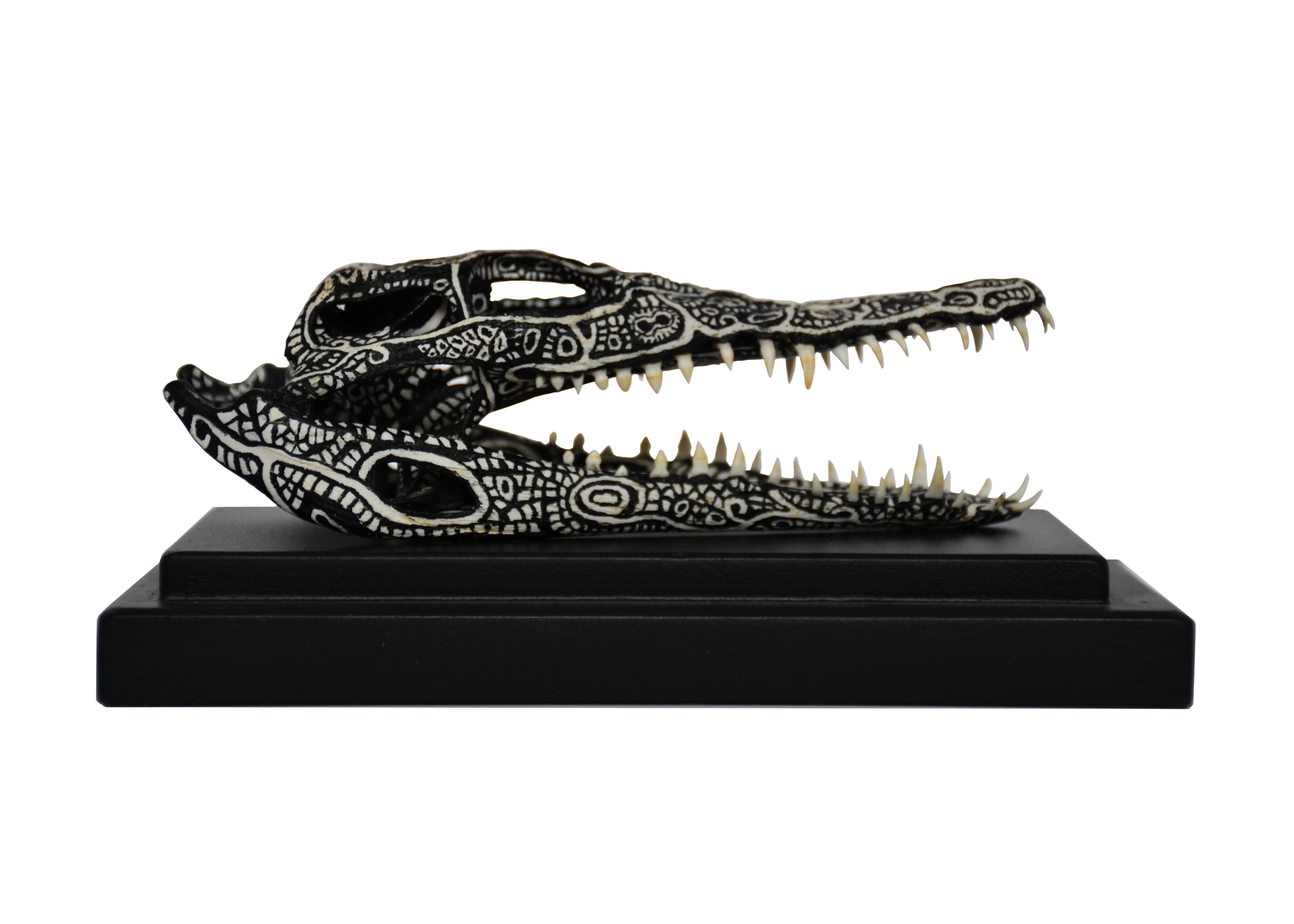 Crocodilus Niloticus II (Madagascar)