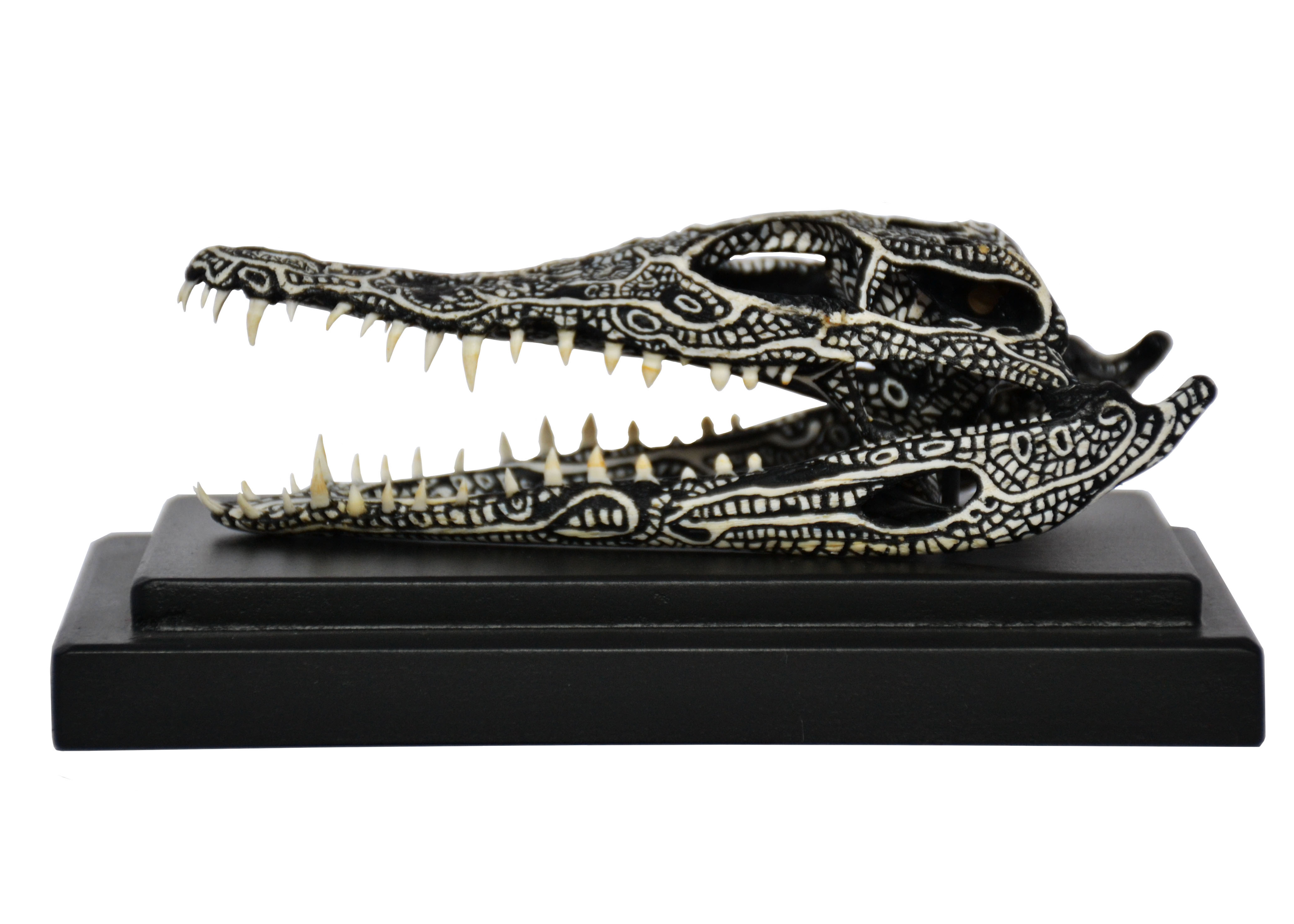 Crocodilus Niloticus II (Madagascar)