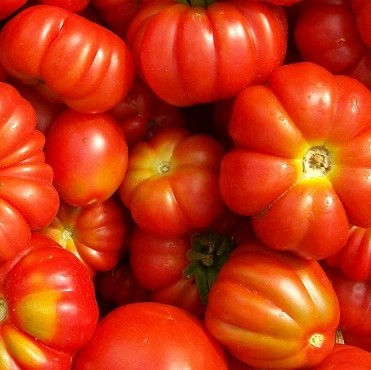 Pomodori maturi