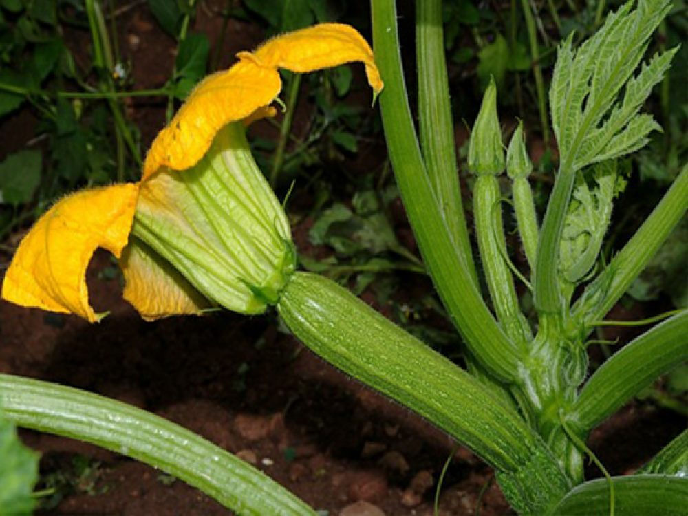 Zucchine