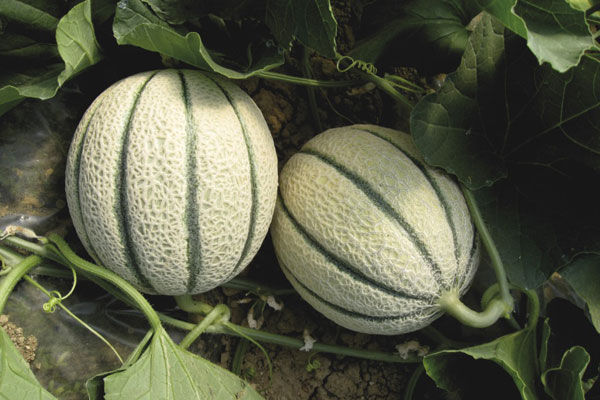 Melone