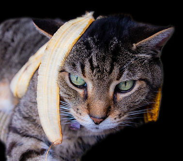 Max_gone_bananas_final.jpg