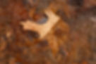 Autumn Leaves on the ground.