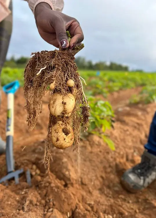 Lunch and Learn - Soil Amendments with NLLL