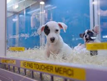 pet shops.jpg