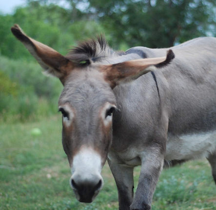 7-30-19 (15)_edited.jpg