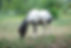 7-30-19 (40).NEF