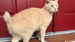 Brownsville Cat Sanctuary Tabby available for adoption