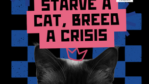 URGENT: A Threat to Miami-Dade's Community Cats and the Volunteers Who Care for Them