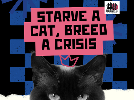 URGENT: A Threat to Miami-Dade's Community Cats and the Volunteers Who Care for Them