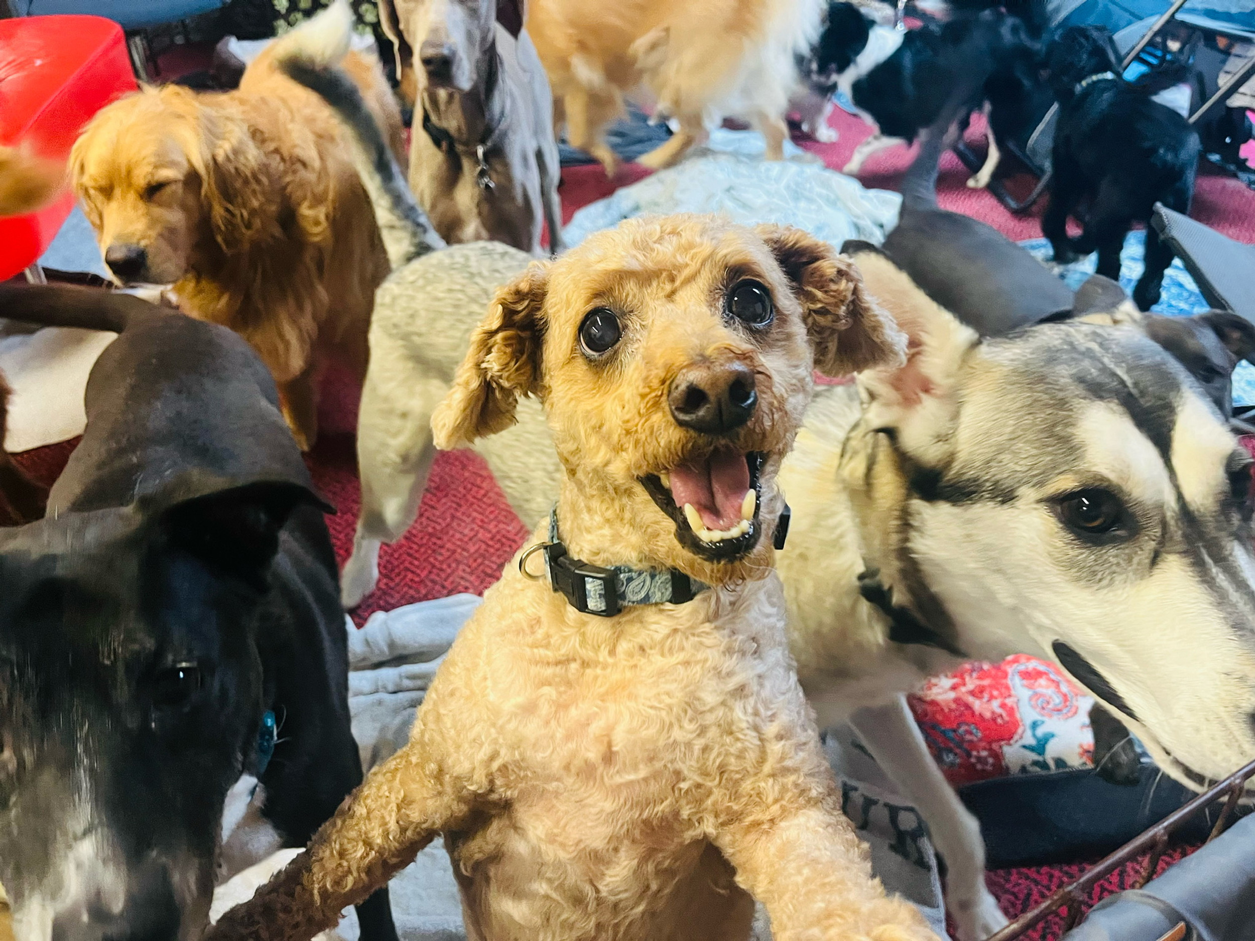 Your Animals Best Friend doggy daycare Huntington Beach