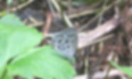 ゴイシツバメ 180627 ソーメン小屋前 (9).jpg