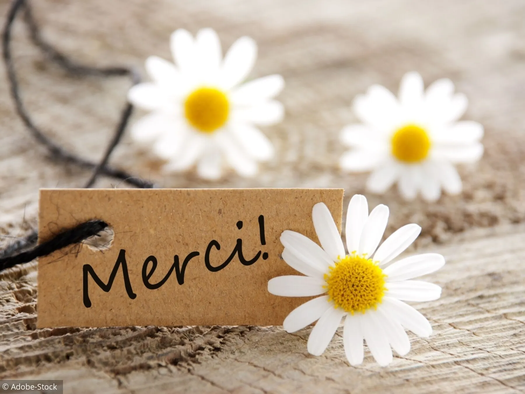 merci.webp