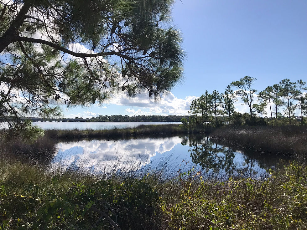 Nature Connection: A slow stroll in nature and connecting with the senses 