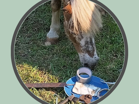 What Ethically Run Horse Business Owners Wish People Knew About This Life