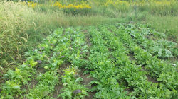 Combine Harvester on Field