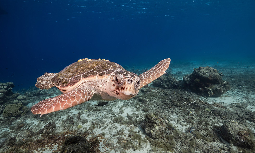A Loggerhead Sea Turtle swiming in one of the Caribbean Sea’s coral reefs near Curacao