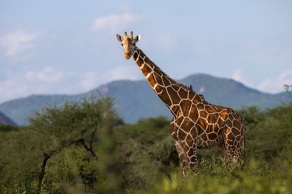 Samburu National Reserve, Kenya Photographer Shabbir Jasdanwala _ iStock