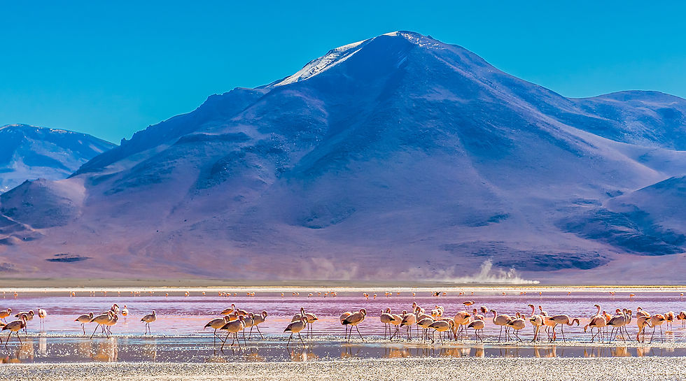 Flamingos at the Laguna Colorada, Bolivia