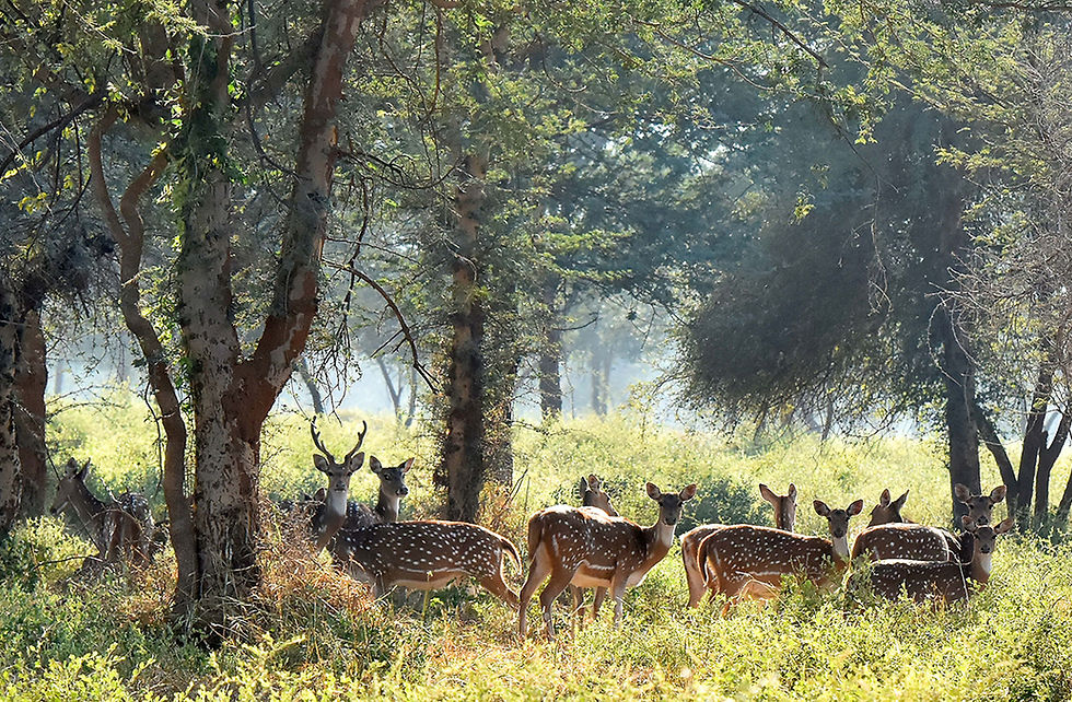 Chinkara also known as Spotted Deer at Kuno National Park
