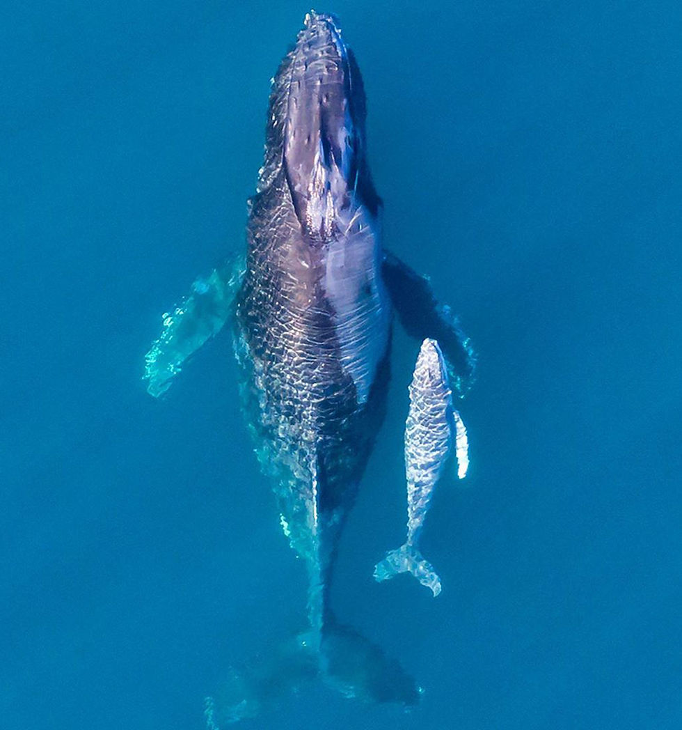 Humpback Whale and calf Image courtesy Australia’s Coral Coast