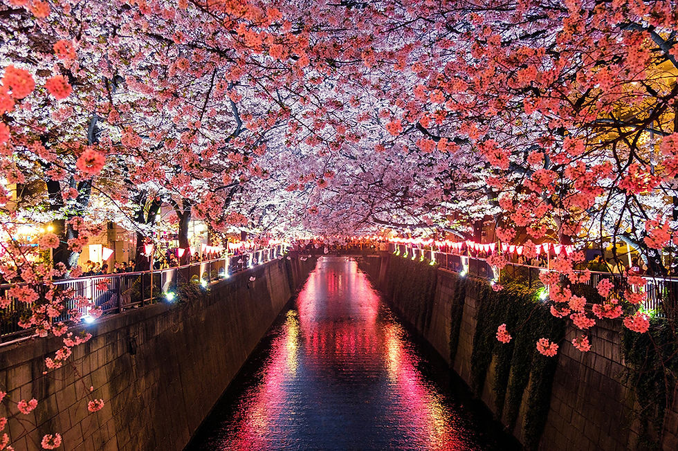The Meguro River, Tokyo, Japan, is a famous destination, especially during the cherry blos