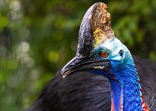 A Cassowary in Far North Queensland
