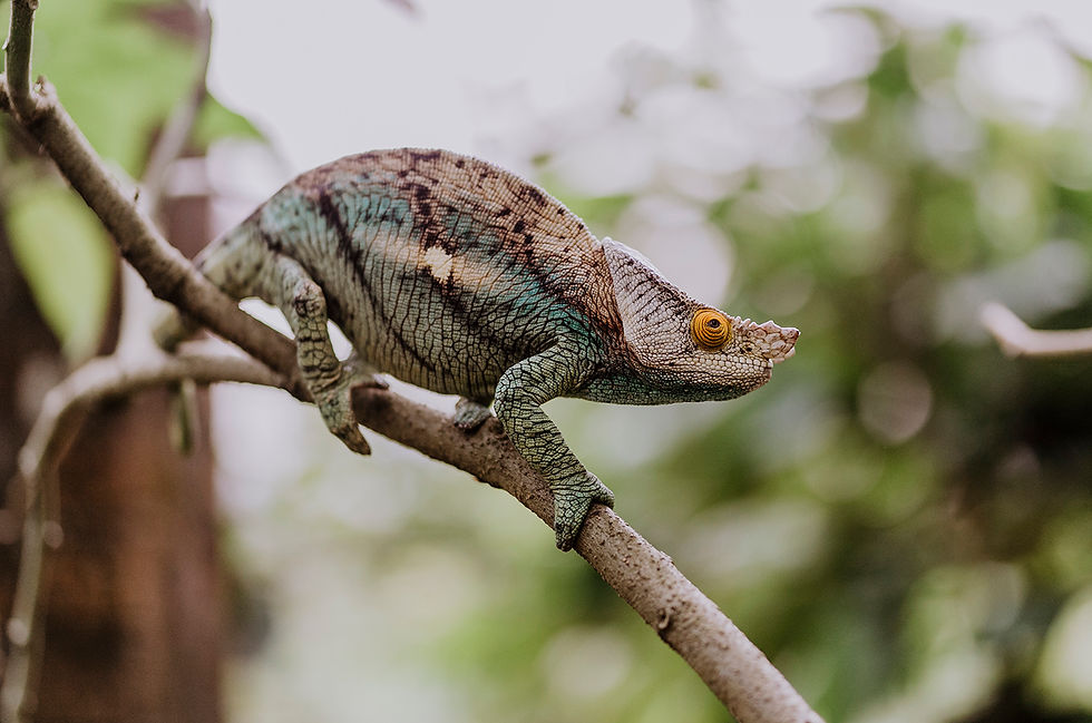 A chameleon at Peyrieras Nature Reserve, Madagascar