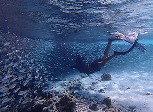 Conservation cruise experiences with Secret Paradise Maldives allow solo travellers to exp