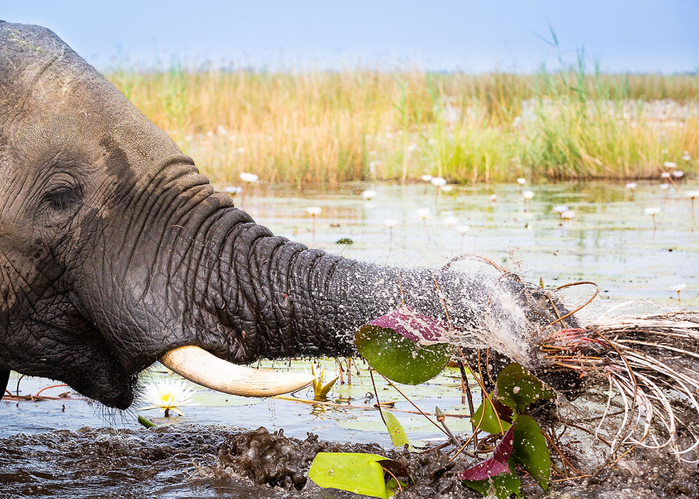 An elephant swimming in deep water and eating a nutritious plant