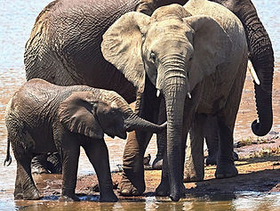 Safaris, birdwatching, conservation volunteering, or simply reconnecting with the natural