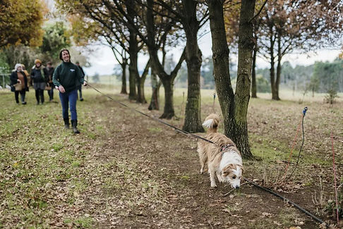 The Truffle Hunt is underway