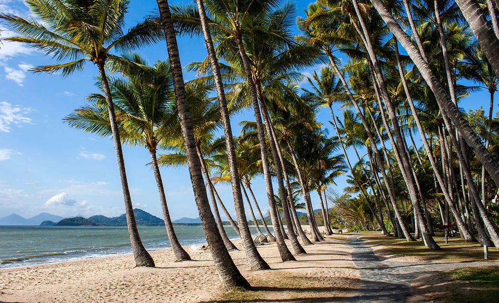 Palm trees near the beach at Palm Cove, Far North Queensland