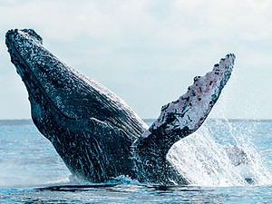 A humpback whale breaching