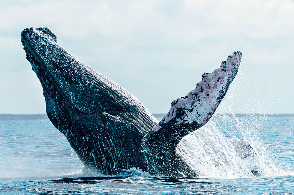 A humpback whale breaching